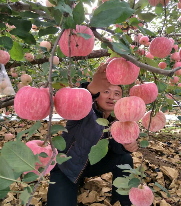 苹果树苗