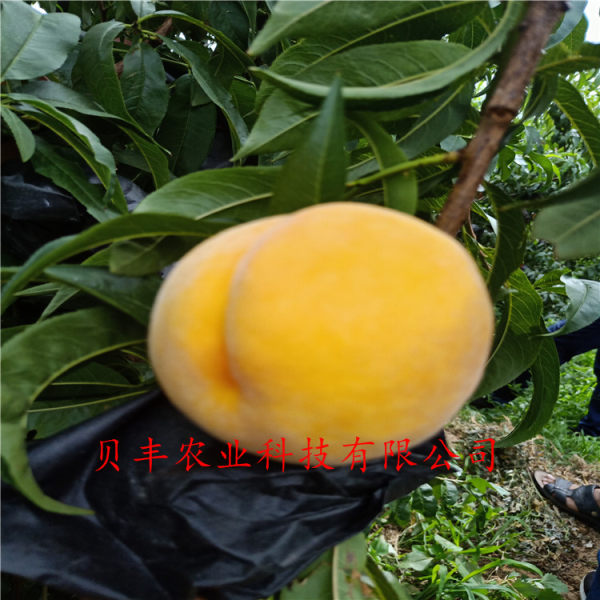 早熟桃樹(shù)苗