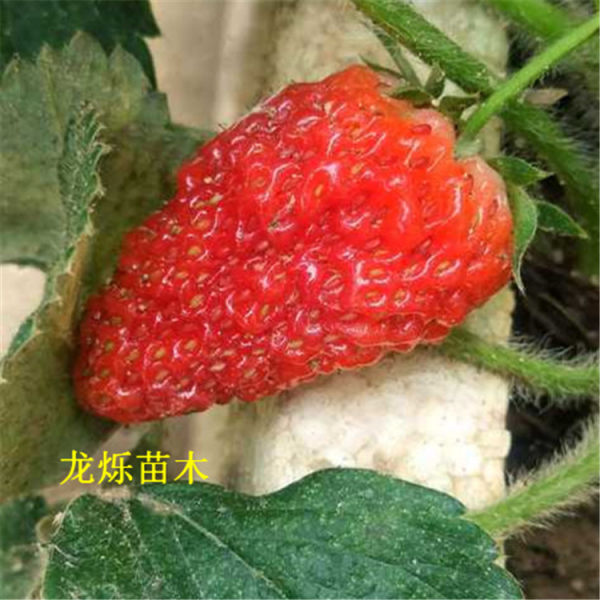 丰香草莓草莓苗