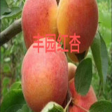 杏樹(shù)苗多少錢(qián)一棵哪個(gè)品種好管理 株距行距多少