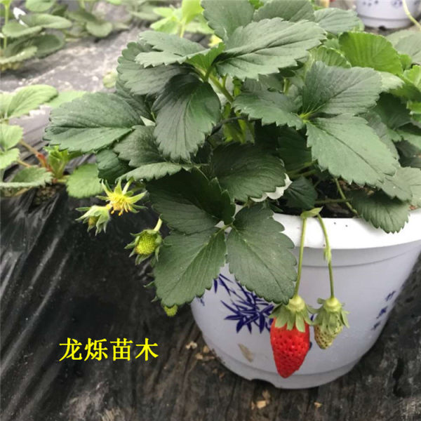 鬼怒甘草莓草莓苗