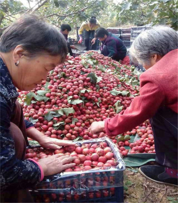 山楂樹(shù)苗