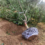 一公分山楂树苗 山东山楂树种植基地 甜红子山楂树苗