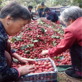 哪里賣(mài)山楂樹(shù)苗,甜紅子山楂樹(shù)苗