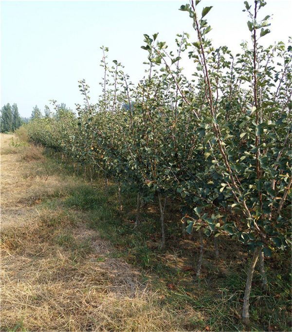 山楂樹(shù)苗