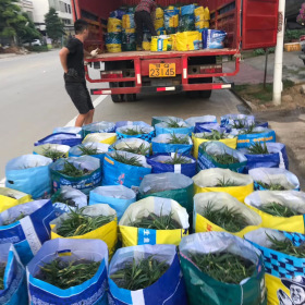 蓝花莉 芦莉草 高度15-20 大量批发