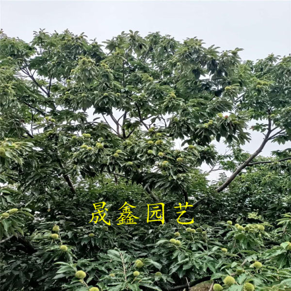 板栗苗