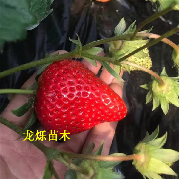 晶瑶草莓草莓苗