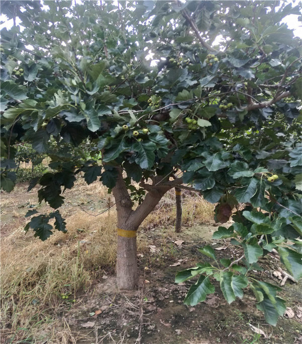 山楂樹(shù)苗