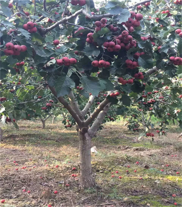 山楂树苗