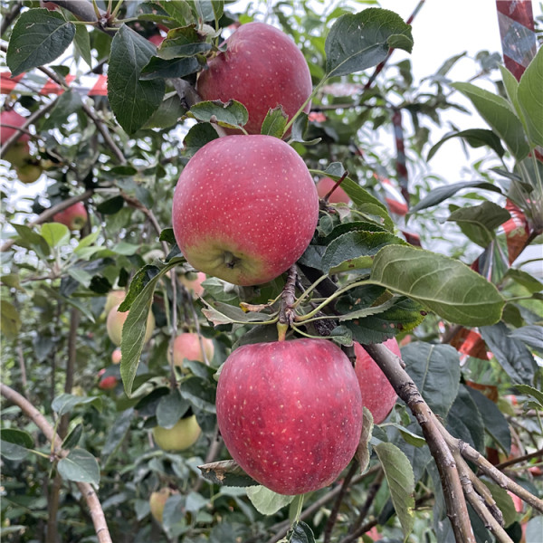 鲁丽苹果苗