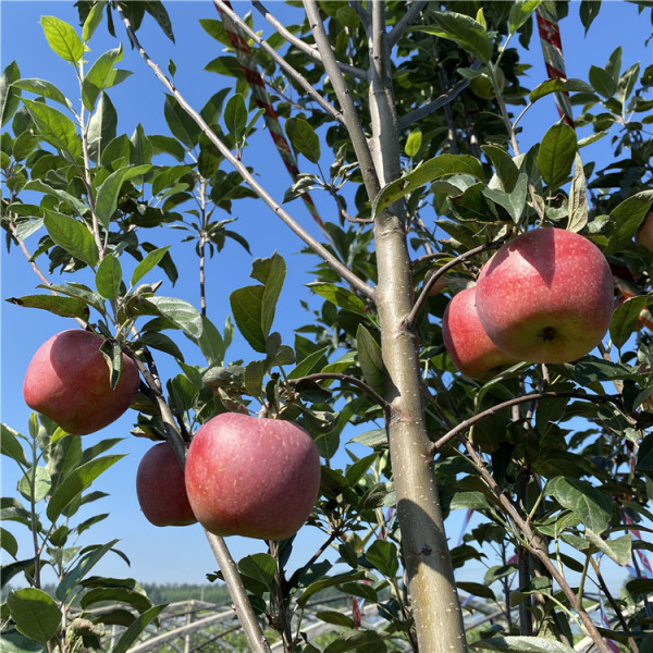 鲁丽苹果树苗