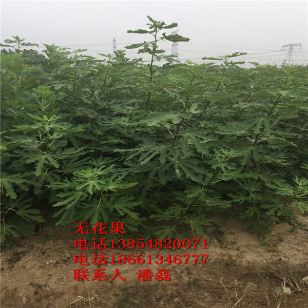 山东紫果无花果苗