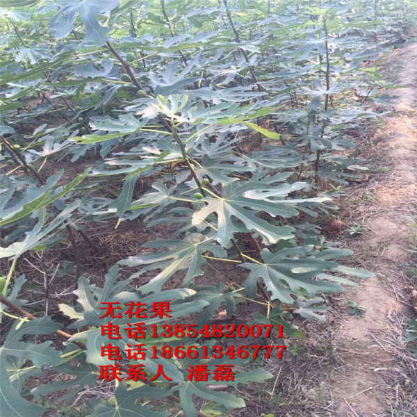 2公分无花果树苗