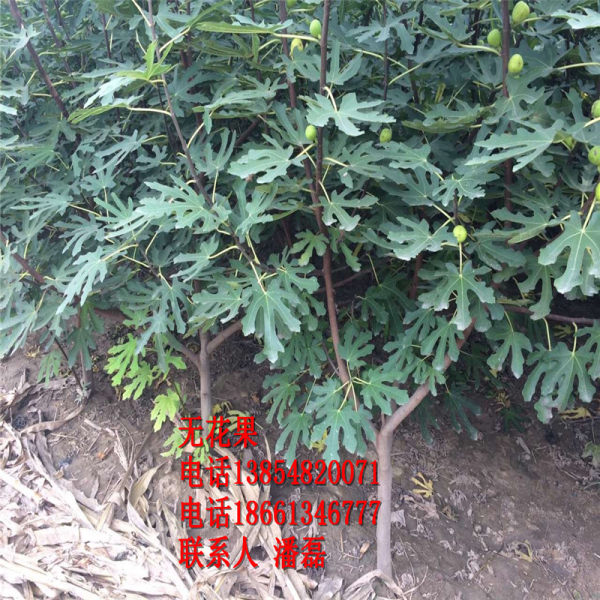 2公分无花果树苗