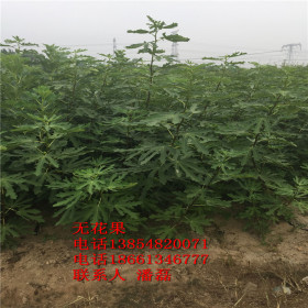 哪里卖的无花果树苗品种好？优质新品种无花果树树苗价格多少？