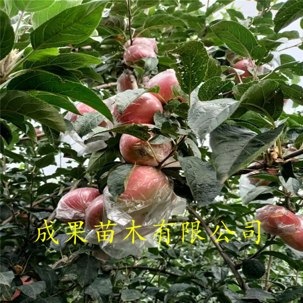 苹果苗 苹果树苗