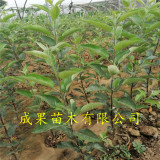 附近哪里出售蘋果苗 蘋果苗多少錢一棵 哪里有8月份成熟新品種