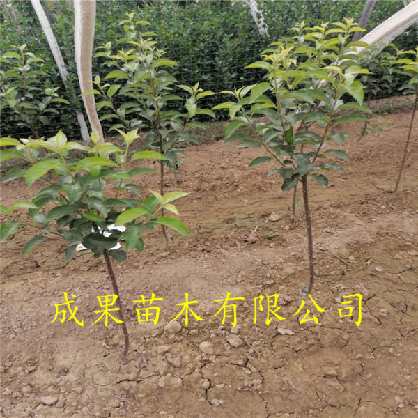 苹果苗 苹果树苗