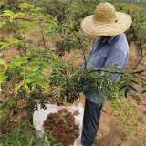 1公分花椒树苗供应商 大红袍花椒树苗种植基地 山东花椒苗