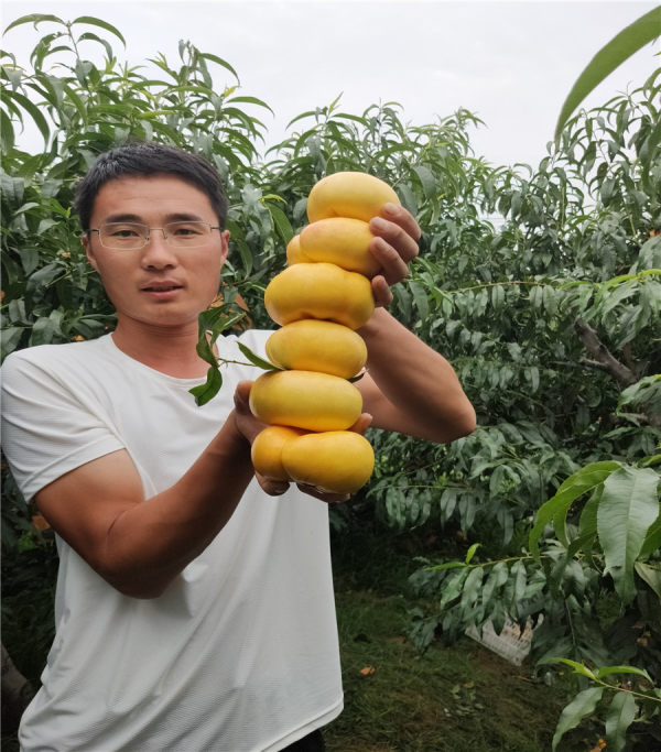 油蟠桃树苗