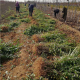 藥用連翹苗基地供應(yīng)2年3年連翹苗-山西連翹苗