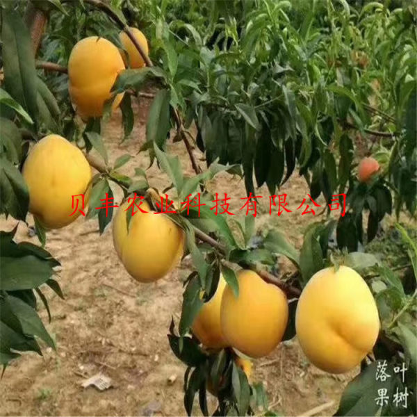 黄桃树苗