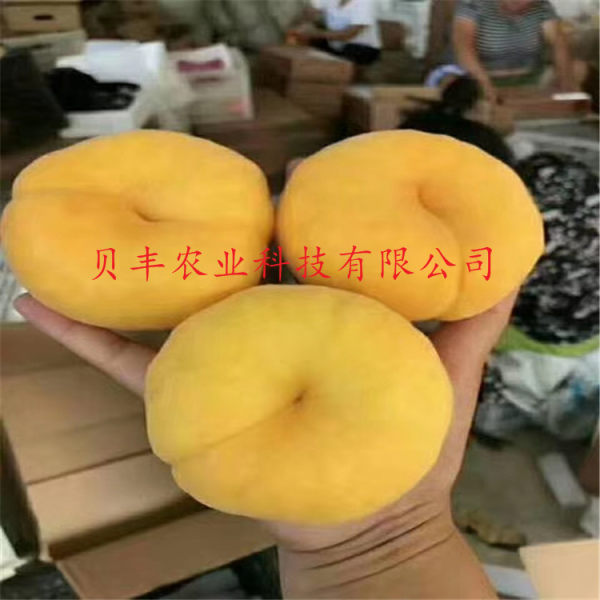 黄桃树苗