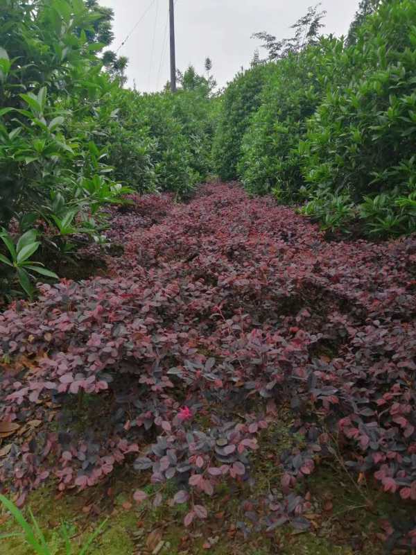 桂花球