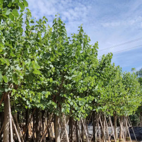 红花紫荆多少钱一棵 福建红花紫荆树批发