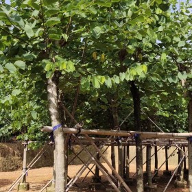 红花紫荆价格 批发 漳州红花紫荆种植基地出售