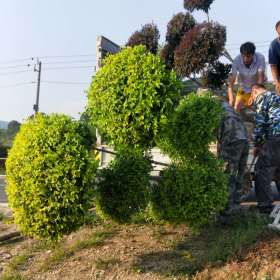 精品金叶榆造型树 苗圃直供 造型金叶榆上车价