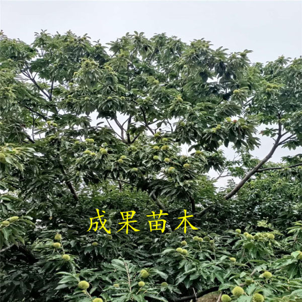 板栗苗