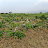 哪里出售黃金蜜0號(hào)桃樹(shù)苗 桃樹(shù)苗好品種基地 3公分桃樹(shù)哪里有