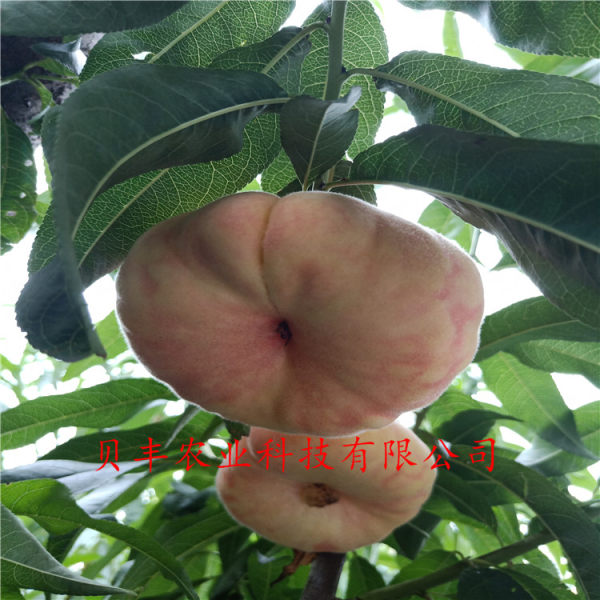 早熟桃樹(shù)苗