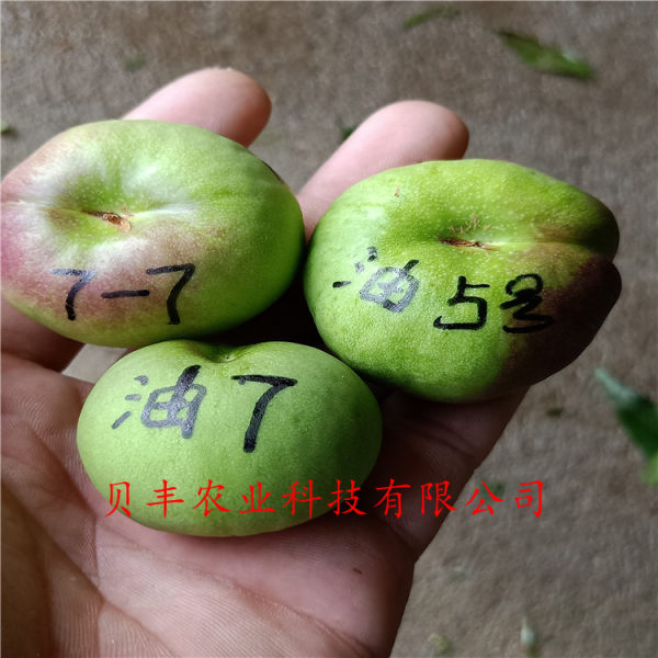 晚熟桃樹(shù)苗