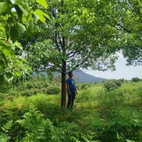 香樟树价格 江西香樟树基地批发