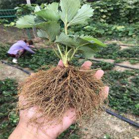 雪里香草莓苗價格、雪里香草莓苗基地