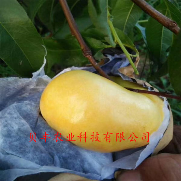 暢銷(xiāo)好品種桃樹(shù)苗