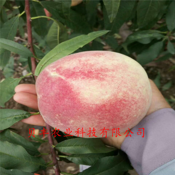 好品種桃樹(shù)苗