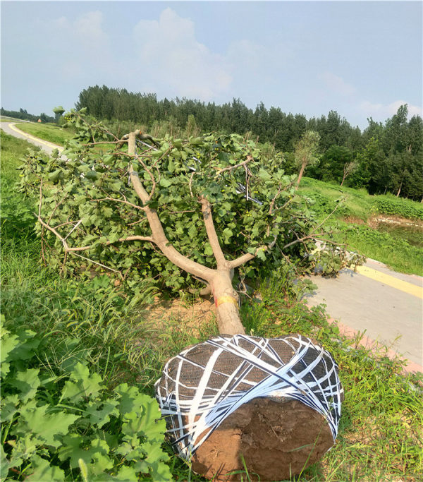 山楂樹苗