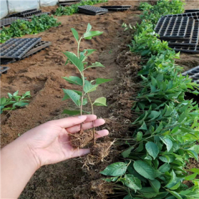 霜宝樱桃苗种植前景