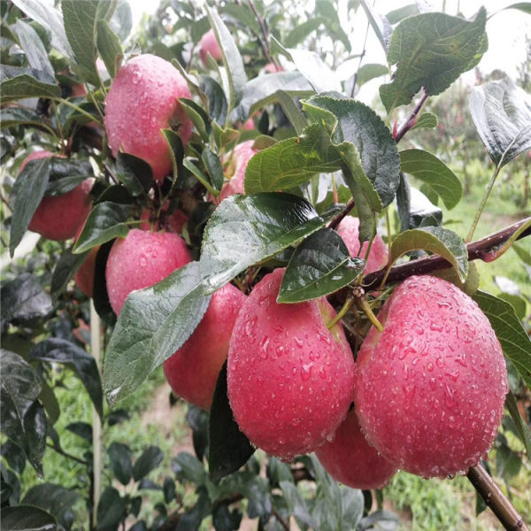 苹果苗基地