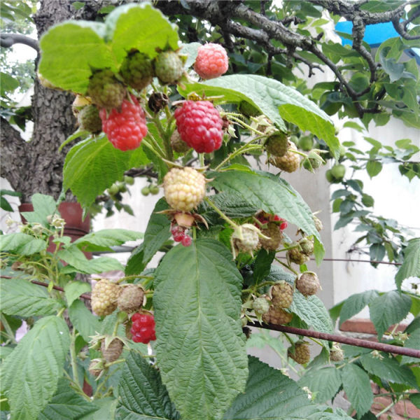 樹莓草莓苗