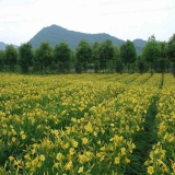 大花萱草價格 大花萱草小苗批發(fā) 江蘇大花萱草基地