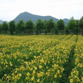 大花萱草价格 大花萱草小苗批发 江苏大花萱草基地