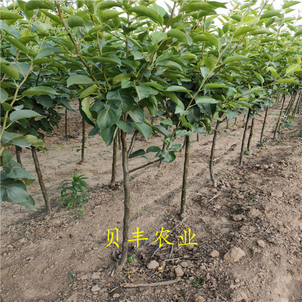 3公分梨樹(shù)苗