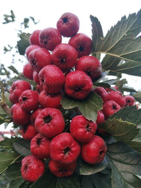 甜紅籽山楂苗