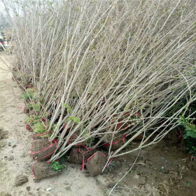 苗圃出售冠幅1.8丛生丁香 丛生丁香直销价格