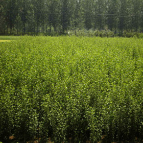 冠幅1.5米丛生木槿价格 丛生木槿种植基地